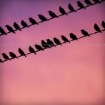 birdies on a wire 2 birdies on a wire 2