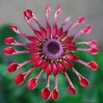 flower flower